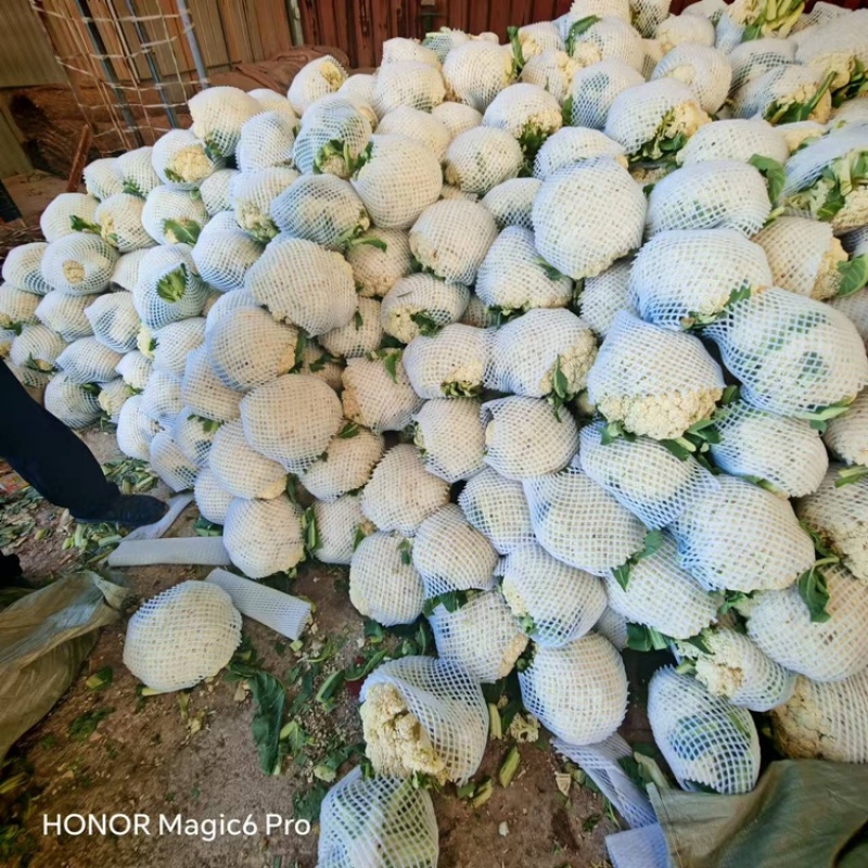 松花菜货量充足，价格真实，视频看货，对接商超市场社区