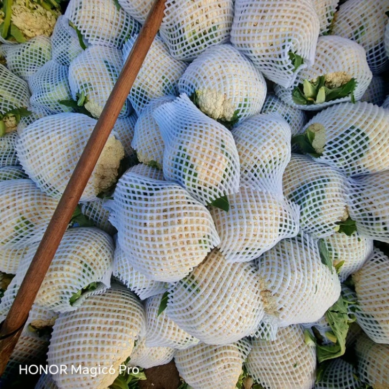 松花菜货量充足，价格真实，视频看货，对接商超市场社区