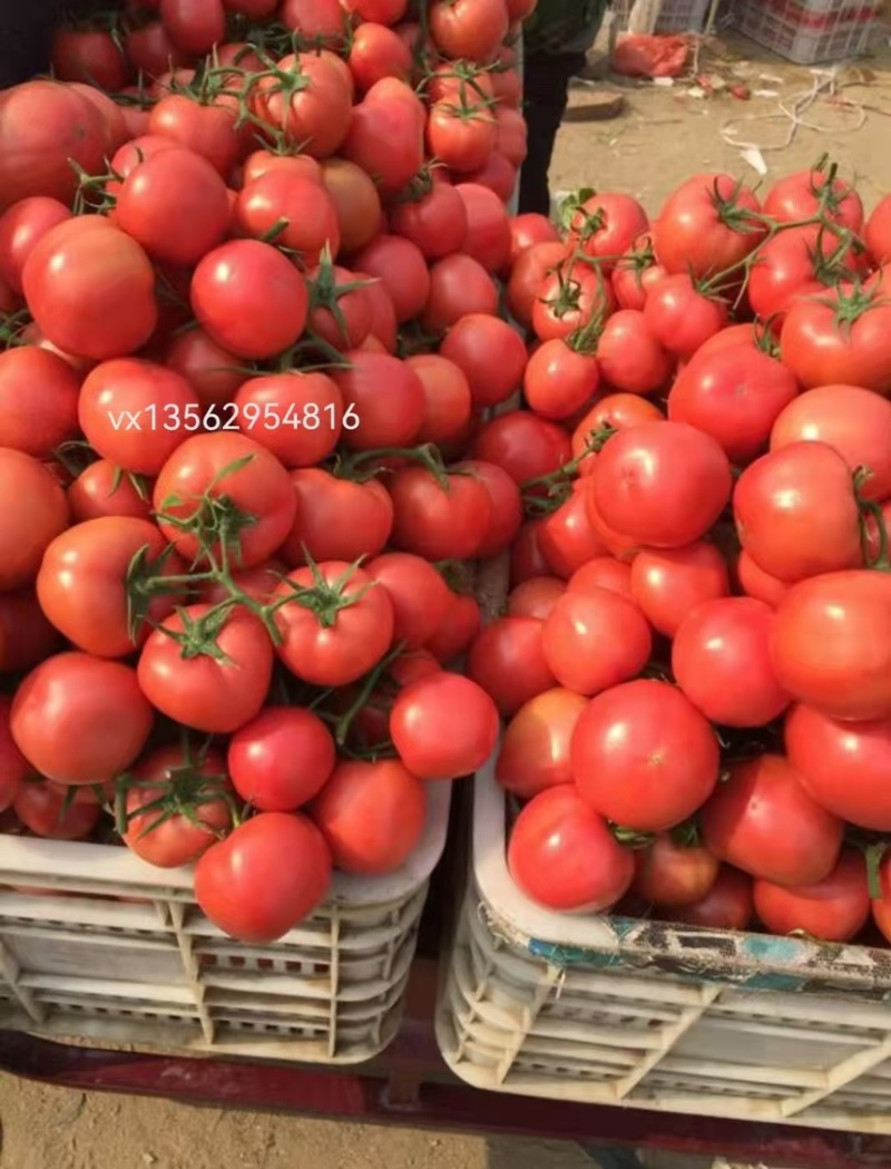 西红柿，硬粉西红柿，产地直供，品质保障，量大从优，欢迎咨询