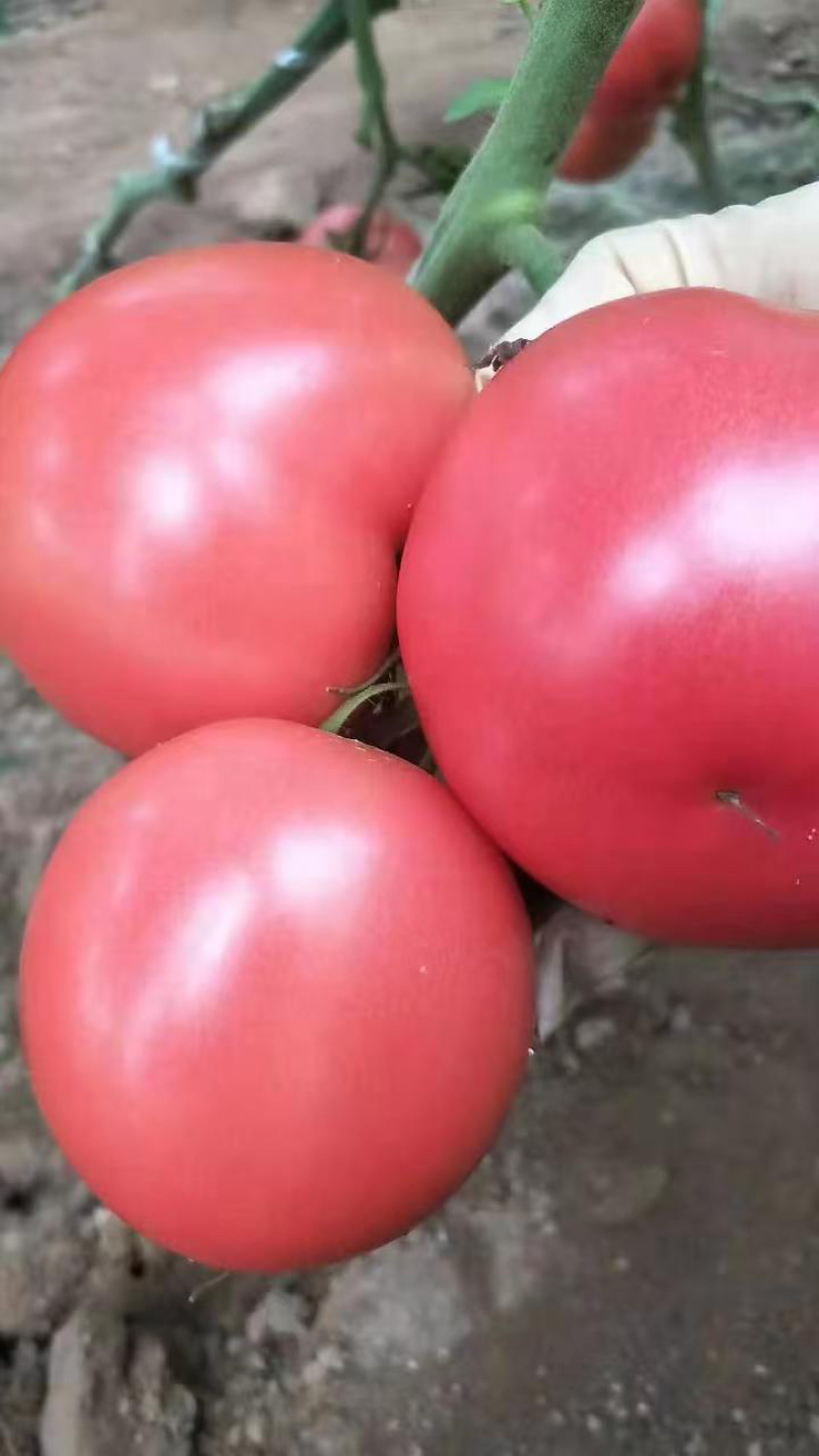 西红柿，硬粉西红柿，产地直供，品质保障，量大从优，欢迎咨询