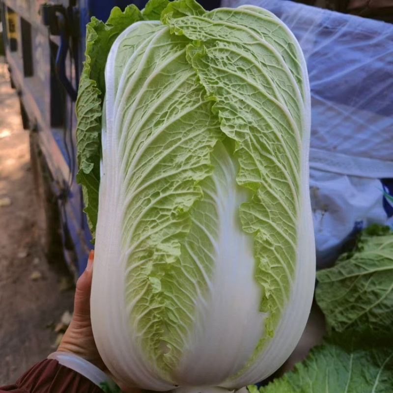 河南开封大白菜新鲜上市，视频看货全国发货，对接商超市场