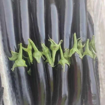紫色长茄，产地一手货源，量大从优，欢迎来电订购