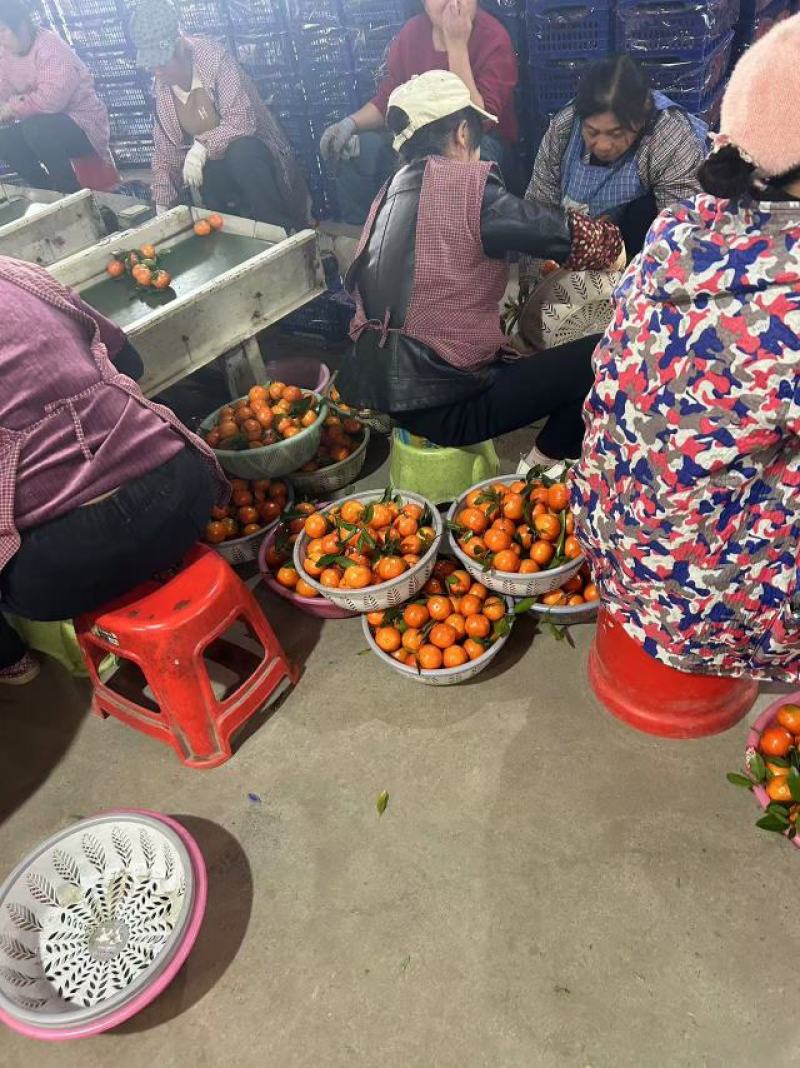 广西东方红蜜橘，对接各大批发市场，电商货，支持视频看货