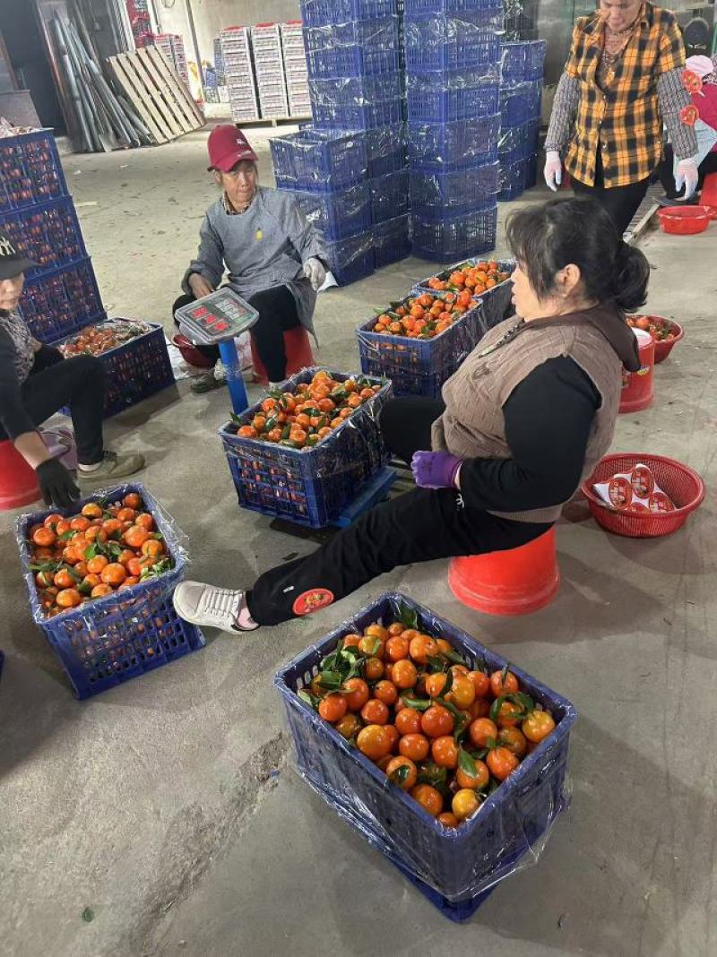 广西东方红蜜橘，对接各大批发市场，电商货，支持视频看货
