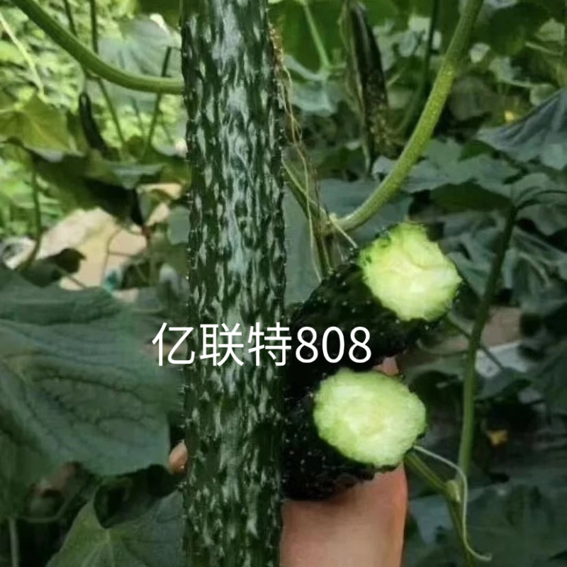 亿联特808黄瓜种子全雌油亮耐高温绿肉短把早春秋大棚黄瓜