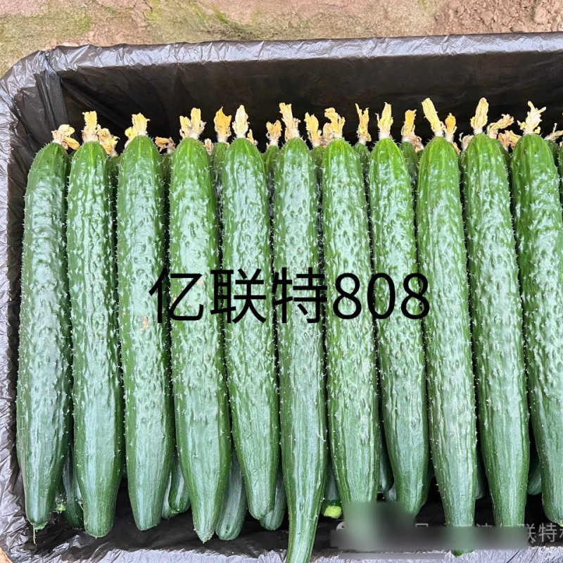 亿联特808黄瓜种子全雌油亮耐高温绿肉短把早春秋大棚黄瓜