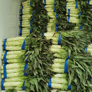 莴苣三青莴苣红莴笋产区直发一手货源稳定代收代发