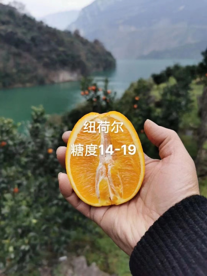 【脐橙】湖北脐橙基地直发果面干净口感纯甜无酸价格可谈