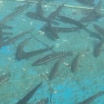 黑鱼优质淡水黑鱼浙江黑鱼淡水养殖黑鱼可视频欢迎下