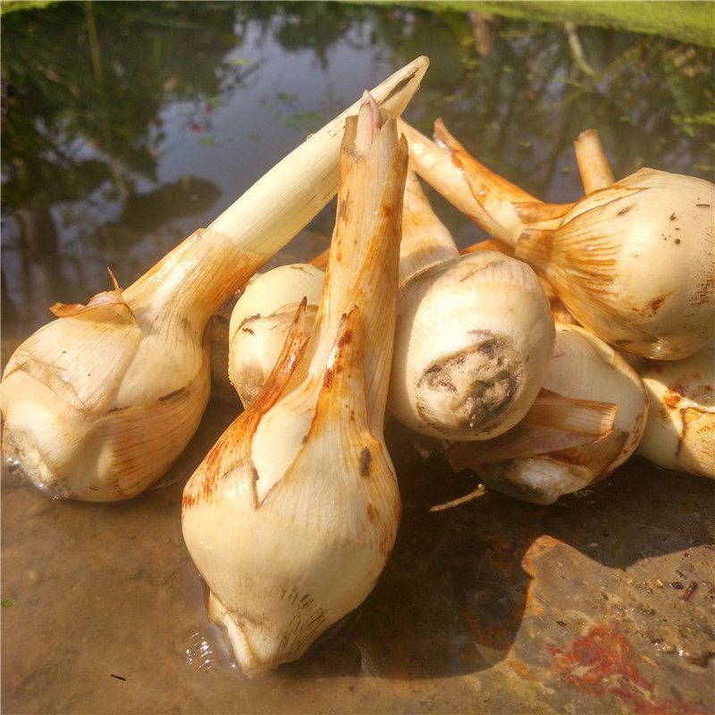 白《茨菇》慈菇大量上市代办欢迎全国客商前来产地批发订购！