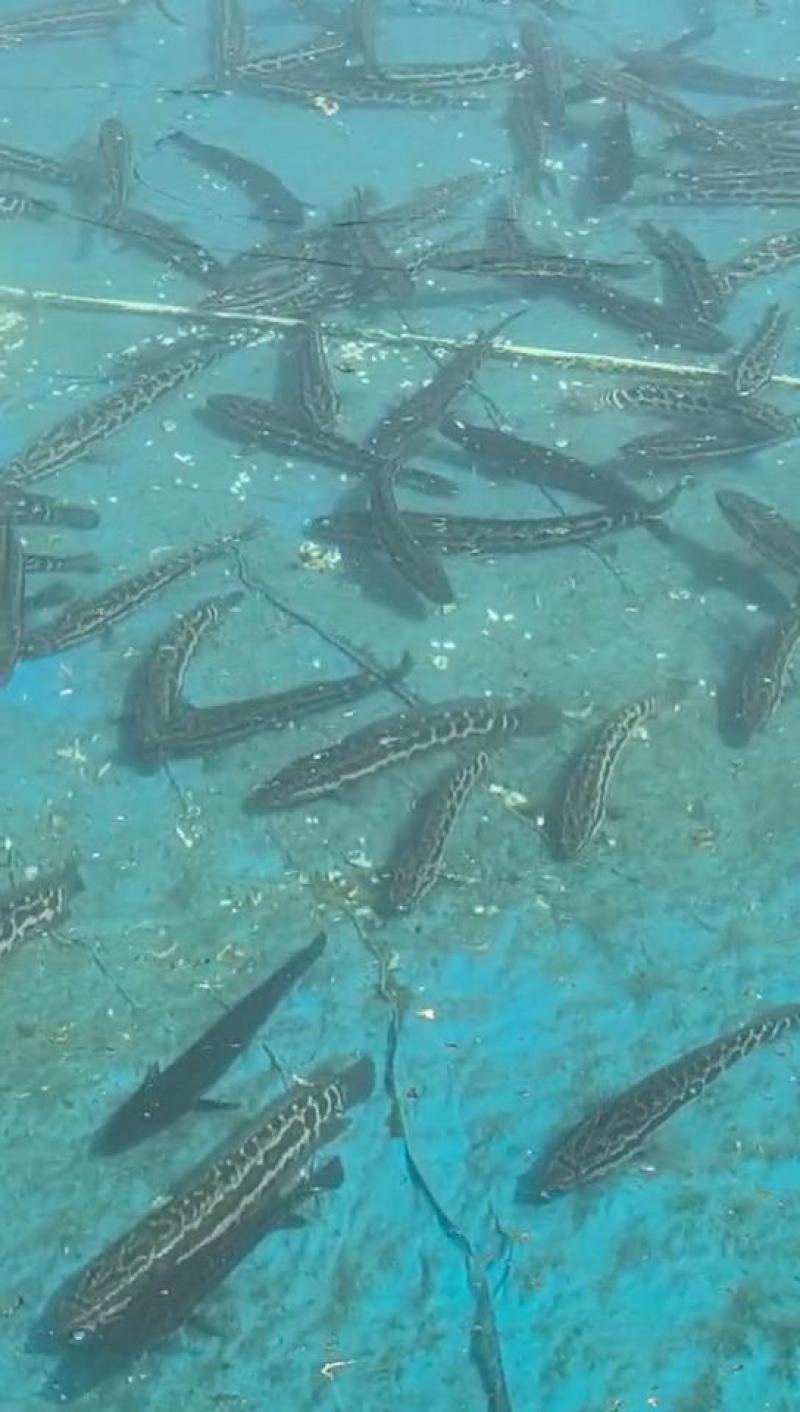 黑鱼优质淡水黑鱼浙江黑鱼淡水养殖黑鱼可视频欢迎下