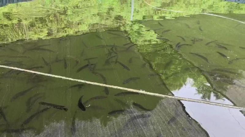黑鱼优质淡水黑鱼浙江黑鱼淡水养殖黑鱼可视频欢迎下