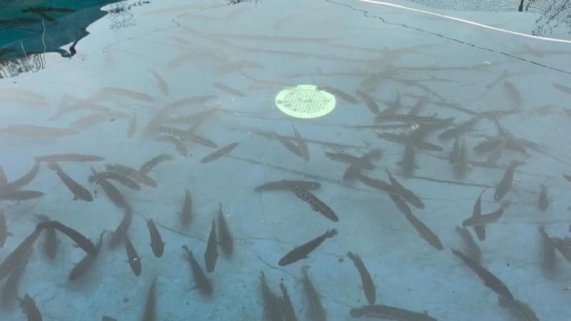 黑鱼优质淡水黑鱼浙江黑鱼淡水养殖黑鱼可视频欢迎下