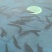 黑鱼优质淡水黑鱼浙江黑鱼淡水养殖黑鱼可视频欢迎下