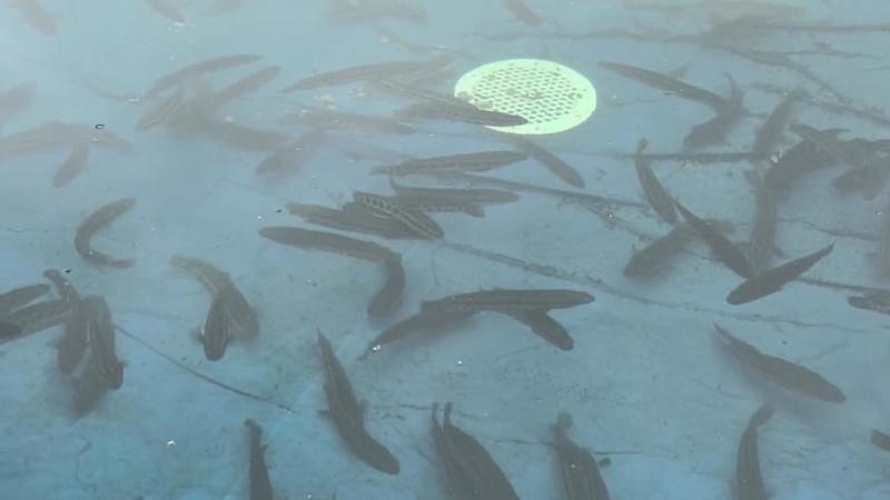黑鱼优质淡水黑鱼浙江黑鱼淡水养殖黑鱼可视频欢迎下