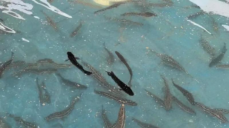 黑鱼优质淡水黑鱼浙江黑鱼淡水养殖黑鱼可视频欢迎下