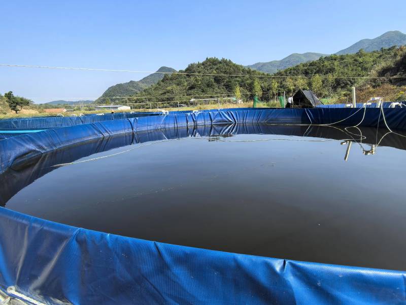 黑鱼优质淡水黑鱼浙江黑鱼淡水养殖黑鱼可视频欢迎下