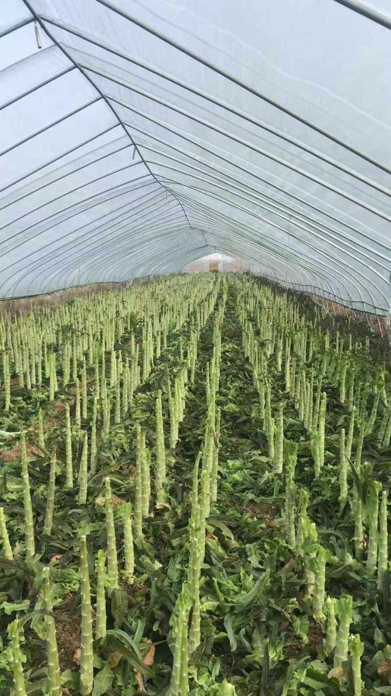 莴苣三青莴苣红莴笋产区直发一手货源稳定代收代发