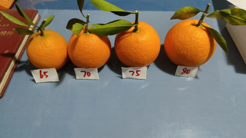 纽荷尔脐橙湖北纽荷尔脐橙口感纯甜果面干净水分充足