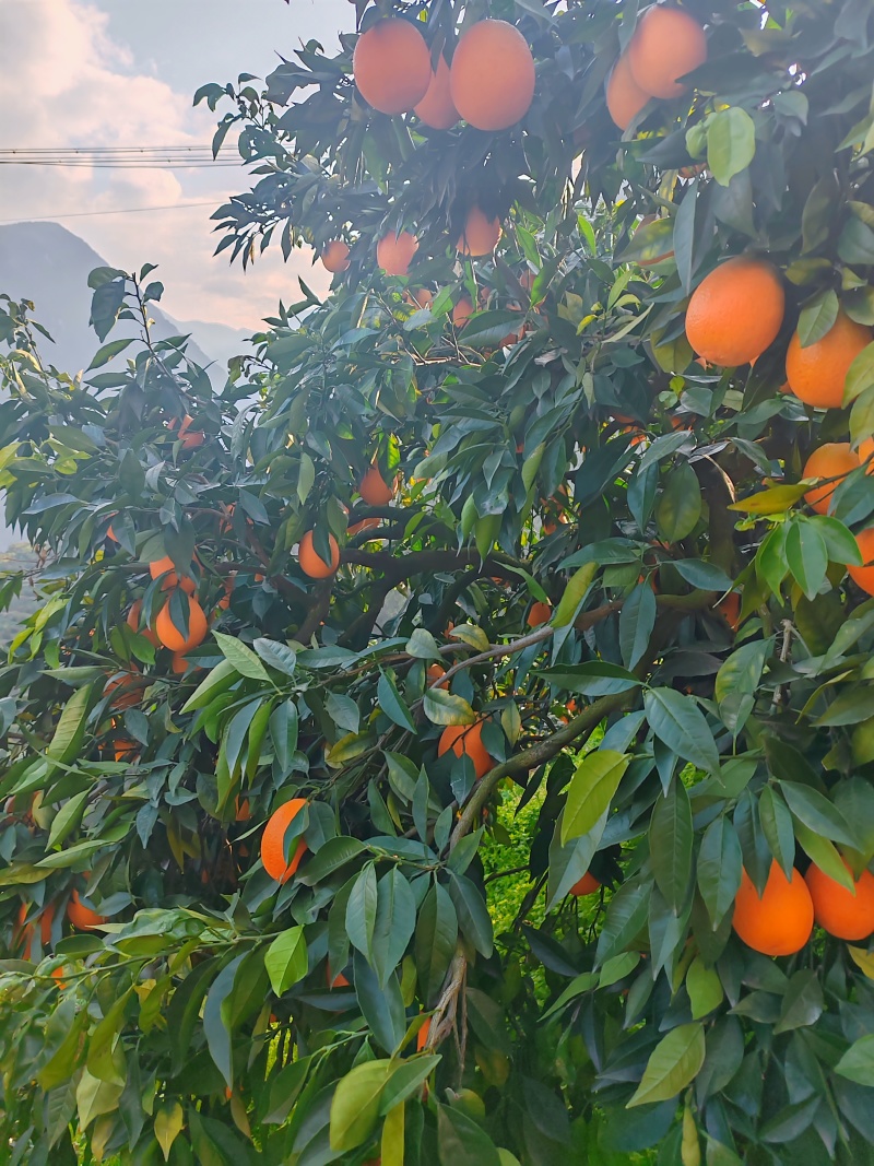 纽荷尔脐橙湖北纽荷尔脐橙口感纯甜果面干净水分充足