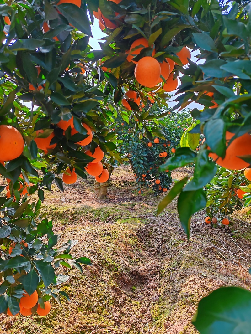 纽荷尔脐橙湖北纽荷尔脐橙口感纯甜果面干净水分充足