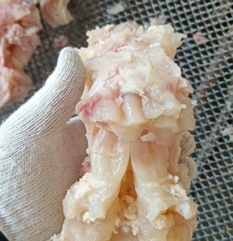 《熟牛蹄筋》纯干牛蹄大主筋不泡水无水发量大从优
