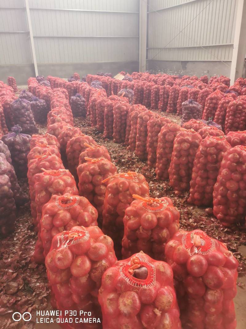 新鲜洋葱电商一件代发