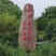 童子鸡竹林放养童子鸡浙江童子鸡品质保证可视频欢迎