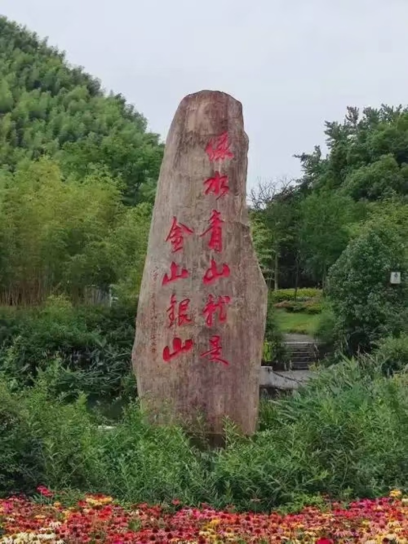 童子鸡竹林放养童子鸡浙江童子鸡品质保证可视频欢迎