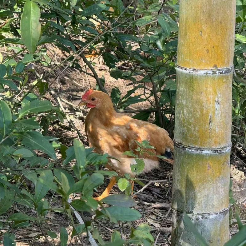童子鸡竹林放养童子鸡浙江童子鸡品质保证可视频欢迎