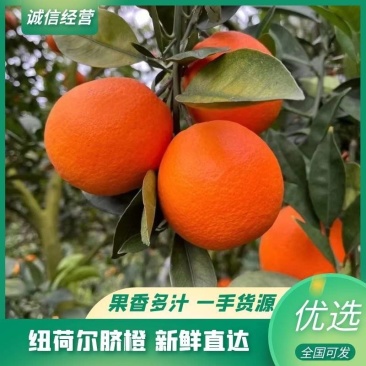 秭归脐橙大量上市对接市场电商商超承接出口单