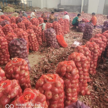 新鲜洋葱电商一件代发