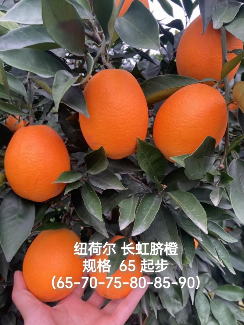 秭归脐橙大量上市对接市场电商商超承接出口单