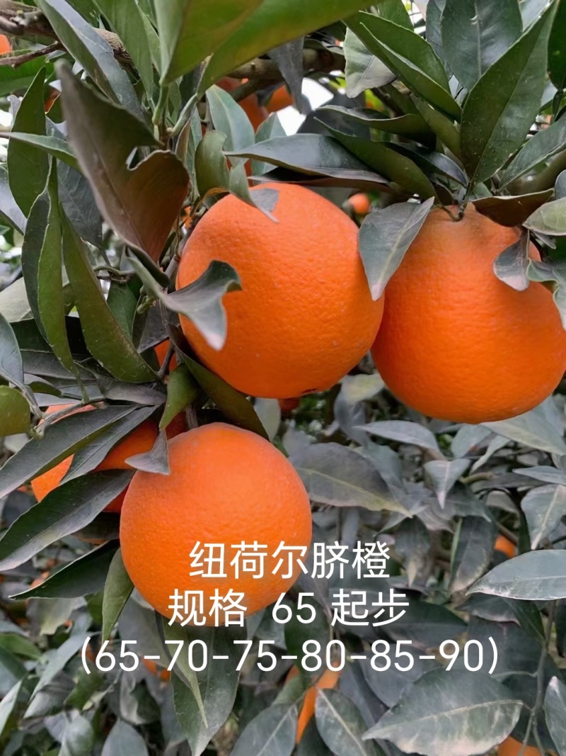 秭归脐橙大量上市对接市场电商商超承接出口单