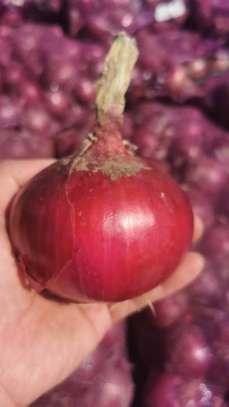 新鲜洋葱电商一件代发