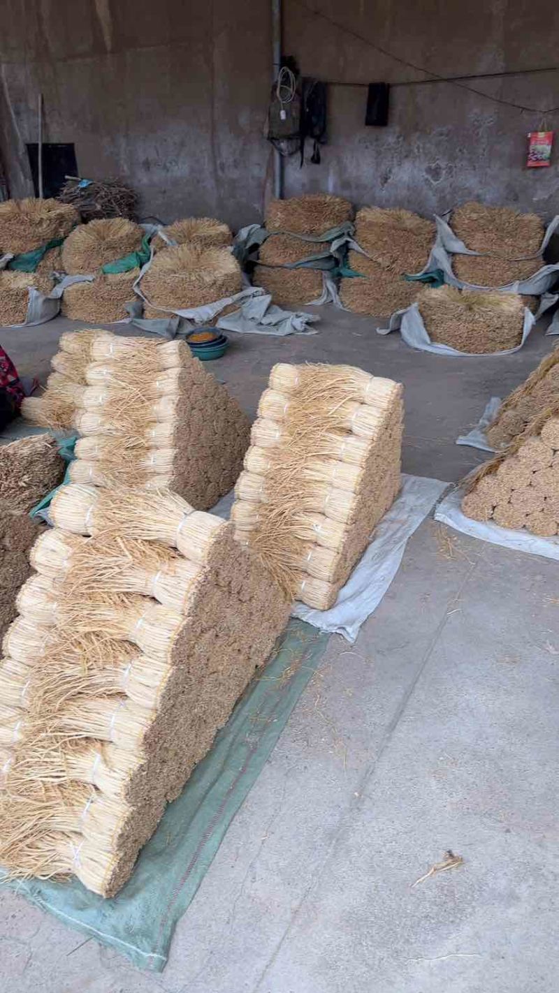 定西白条党参大量上市，可视频看货，量大从优