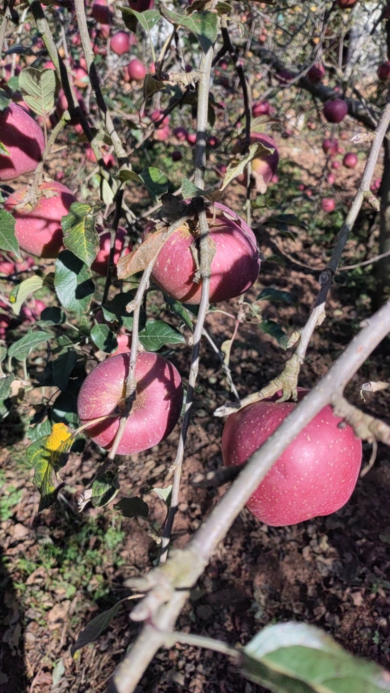 糖心苹果
