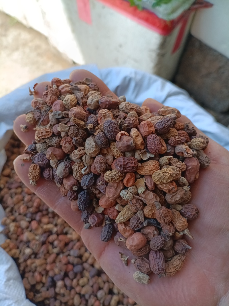 红蔻/红豆蔻/精选好货/批发兼零售，量大可商议，全国包邮