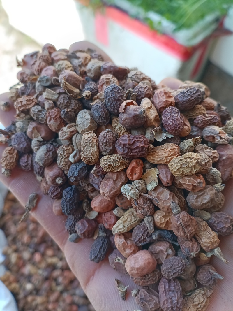 红蔻/红豆蔻/精选好货/批发兼零售，量大可商议，全国包邮