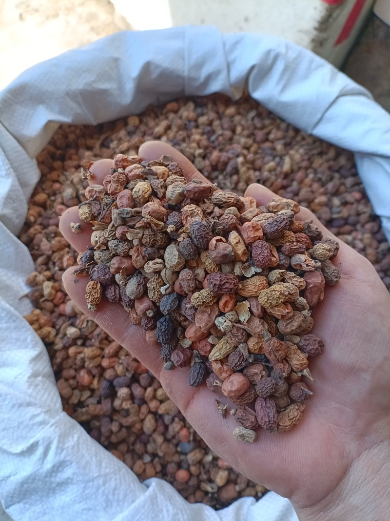 红蔻/红豆蔻/精选好货/批发兼零售，量大可商议，全国包邮