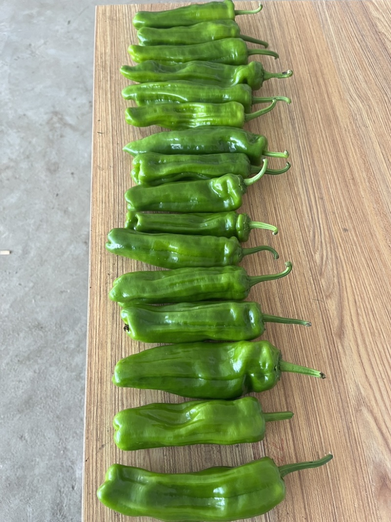 精品湖北辣椒薄皮青椒鲜辣椒大量有货种植基地代收代办