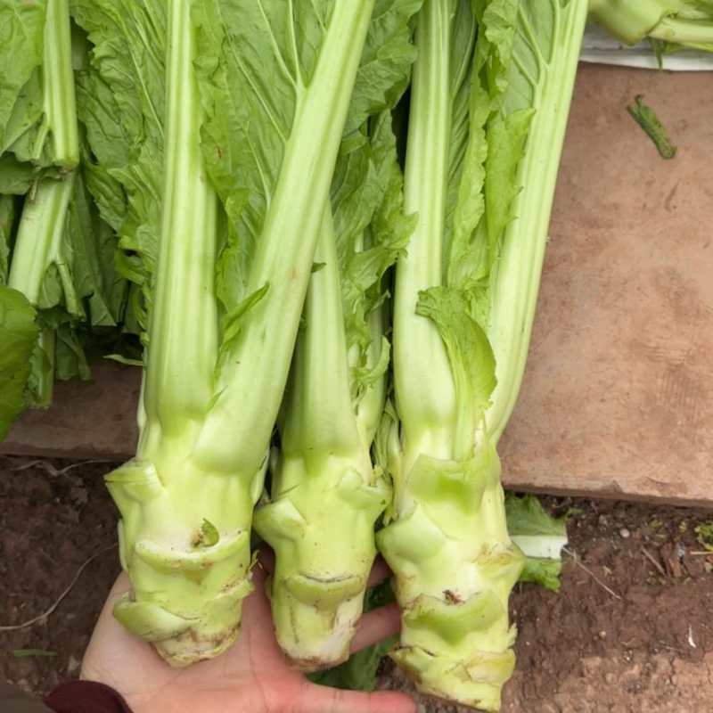 【棒菜】四川简阳宽叶青棒菜量大按需求分拣打包0.8两起步