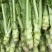 【棒菜】四川简阳宽叶青棒菜量大按需求分拣打包0.8两起步