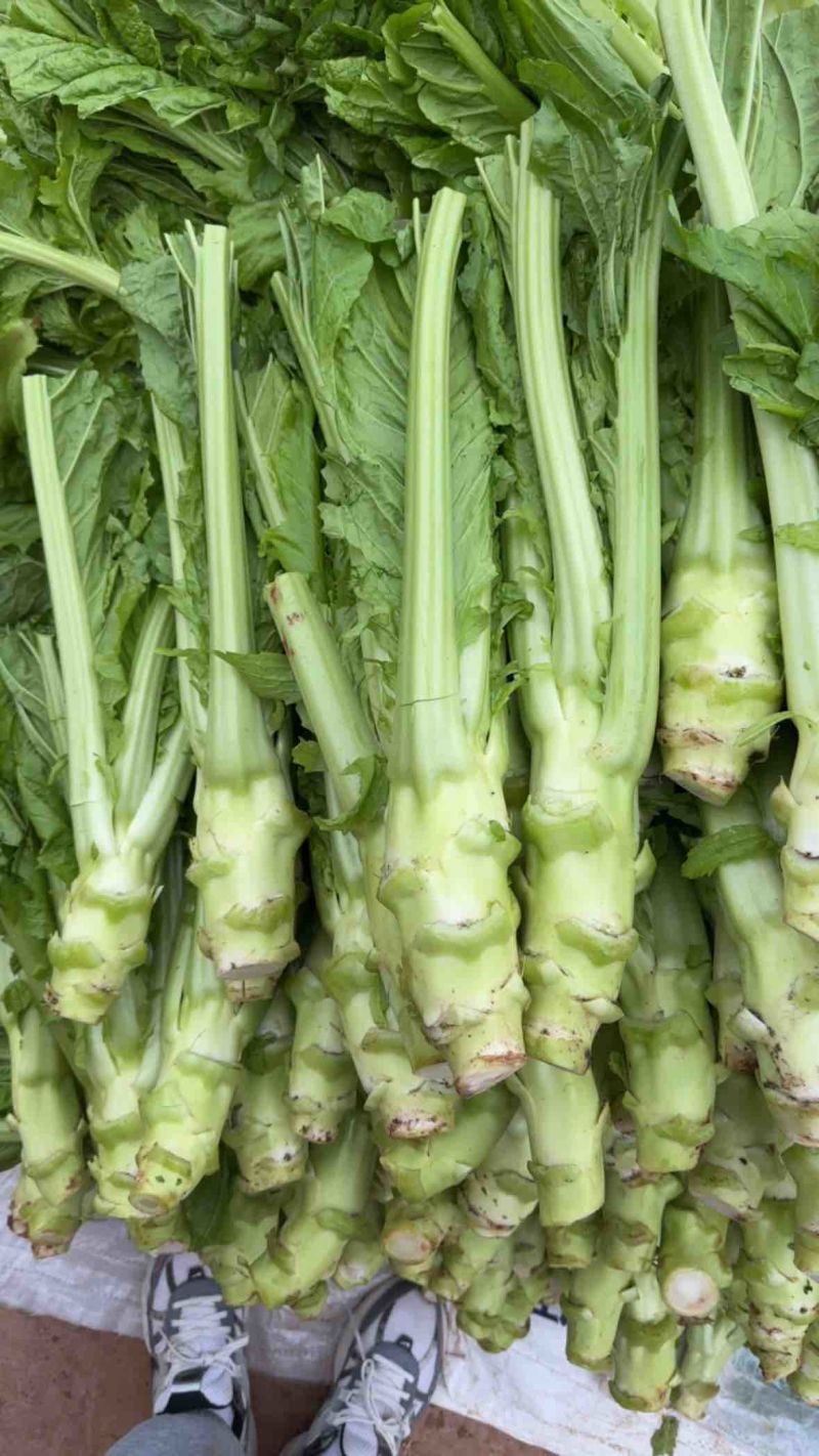 【棒菜】四川简阳宽叶青棒菜量大按需求分拣打包0.8两起步