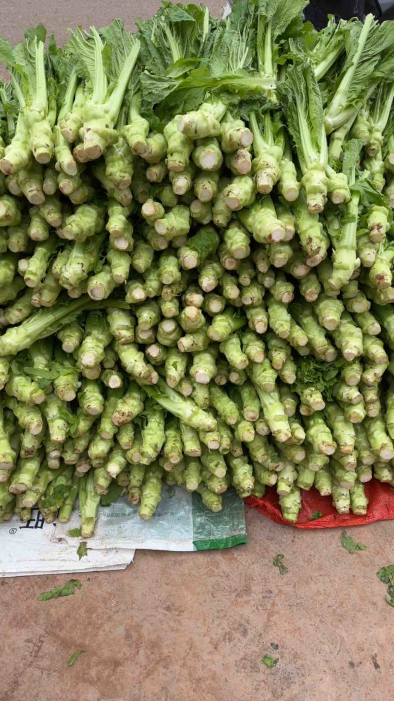 【棒菜】四川简阳宽叶青棒菜量大按需求分拣打包0.8两起步