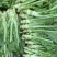 【棒菜】四川简阳宽叶青棒菜量大按需求分拣打包0.8两起步