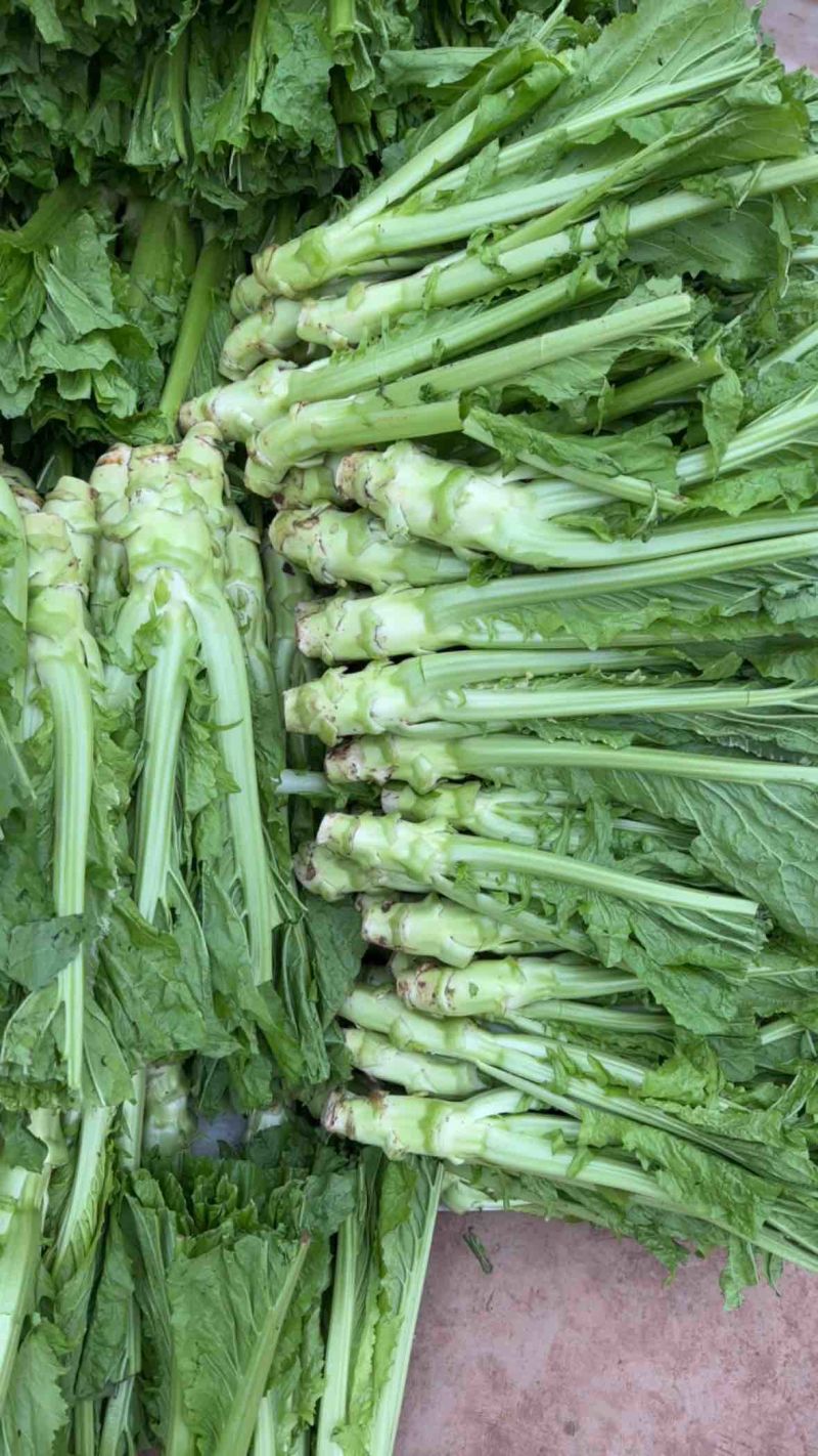【棒菜】四川简阳宽叶青棒菜量大按需求分拣打包0.8两起步