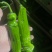 精品湖北辣椒薄皮青椒鲜辣椒大量有货种植基地代收代办