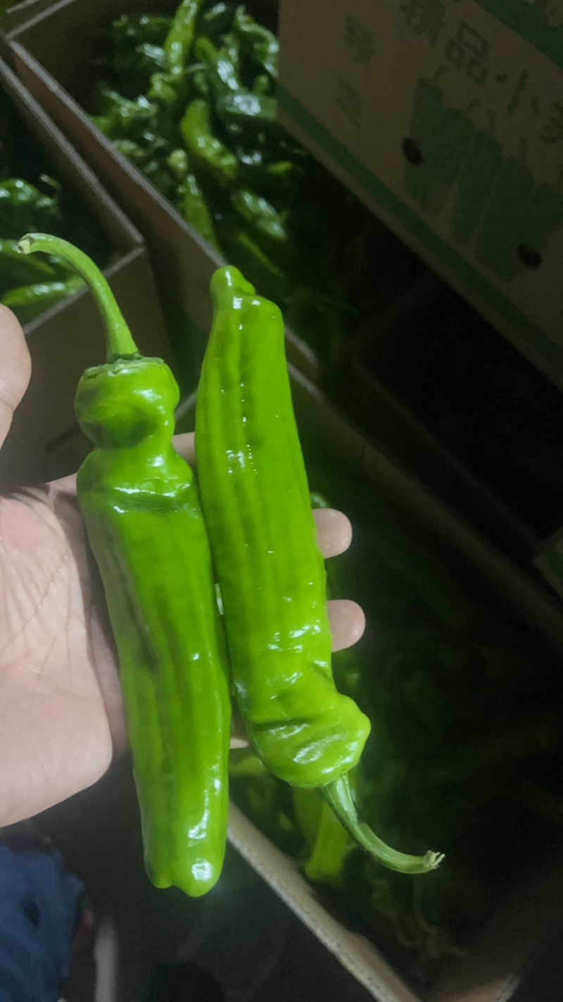 精品湖北辣椒薄皮青椒鲜辣椒大量有货种植基地代收代办