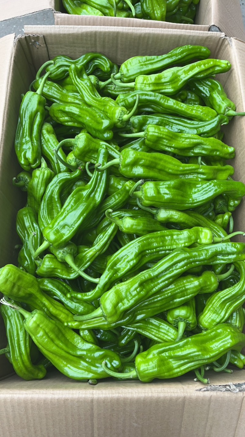 精品湖北辣椒薄皮青椒鲜辣椒大量有货种植基地代收代办